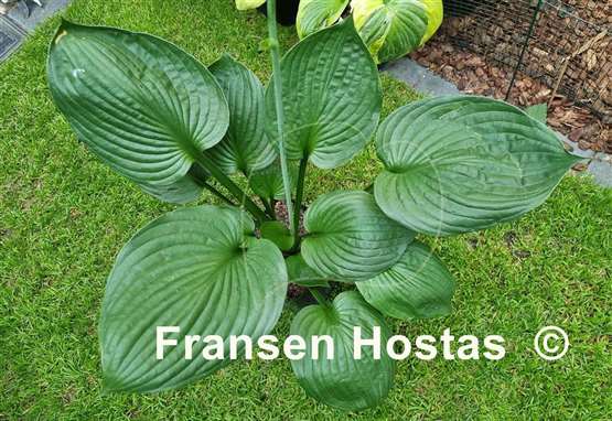 Hosta Oberland Darkness